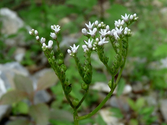 {Mitreola petiolata}